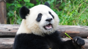 Pandalar Neden Çok Tembeldir?