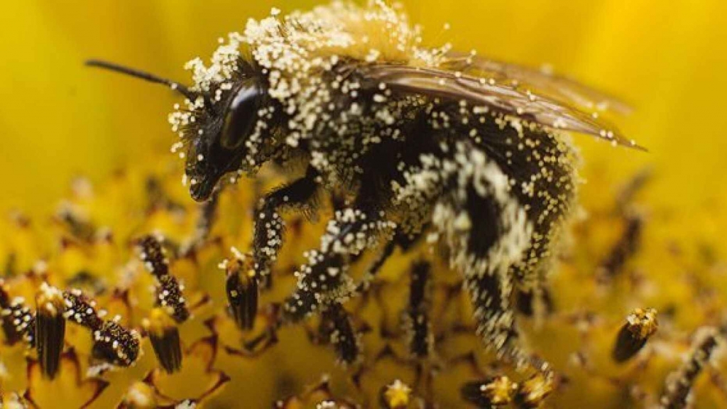 Arı poleni faydaları nelerdir?