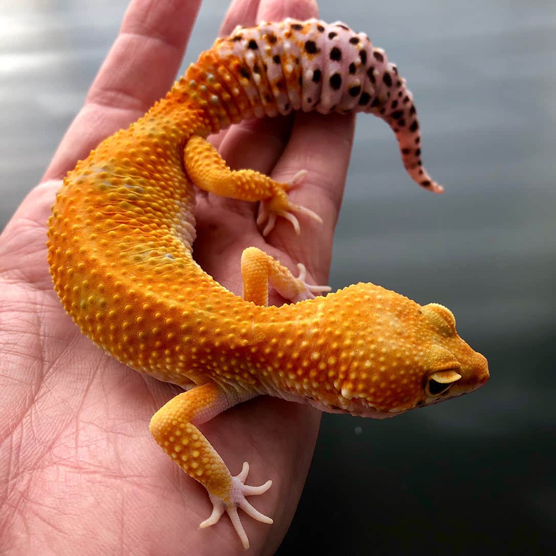 Leopard Gecko evde beslenmeli mi? – Haberall.com – Sosyal İçerik Platformu